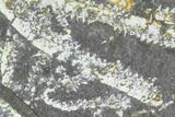 Fossil Graptolite Cluster (Didymograptus) - Great Britain #103426-1